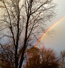 Rainbow Tree Winter